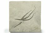 Silurian Fossil Brittle Star (Protaster) - New York #270241-1